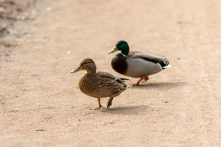 two ducks on the ground in the parkの写真素材