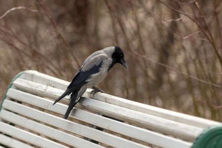 crow sitting on a bench in parkの写真素材
