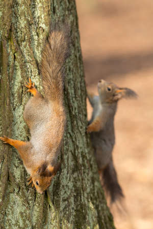 two squirrels on a tree trunk in the parkの写真素材