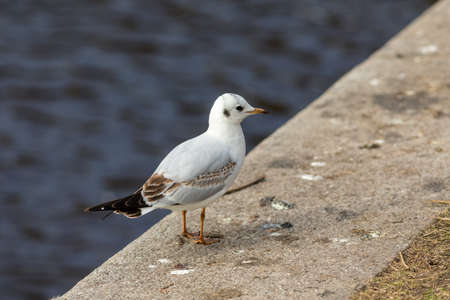 portrait of a seagull by the waterの写真素材