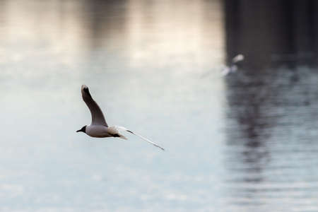 seagull in flight on a background of water