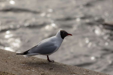 portrait of a seagull by the waterの写真素材