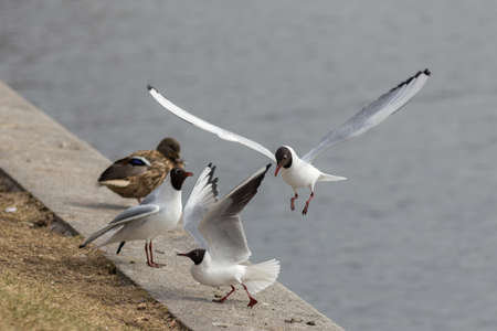three seagulls on the shore near the waterの写真素材
