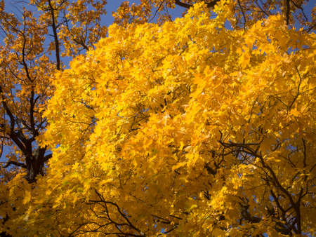 yellow maple foliage in the park on an autumn dayの写真素材