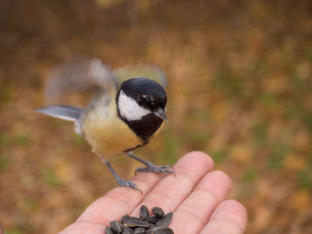 titmouse eats seeds from the palm of a person