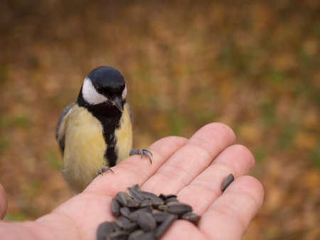 titmouse eats seeds from the palm of a person