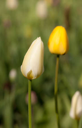 white and yellow tulips on a spring dayの写真素材