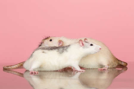 studio portrait of domestic rats on a pink background