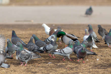 flock of pigeons and a duck on the ground