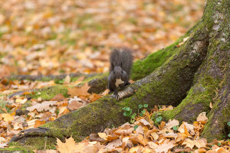 portrait of a black squirrel in an autumn parkの写真素材