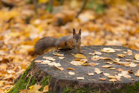 portrait of a squirrel in the autumn park