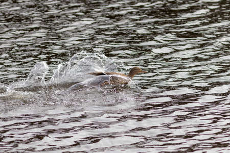 wild duck swimming fast in the waterの写真素材