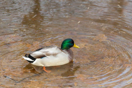 portrait of a duck in the autumn waterの写真素材
