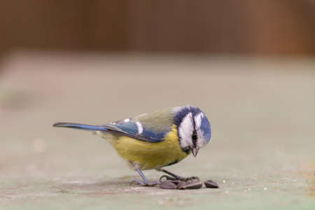 portrait of blue tit with seeds close up