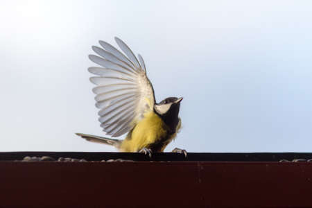 portrait of a tit on an open window