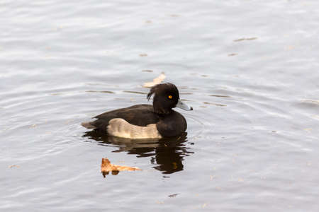 portrait of a black duck in the water