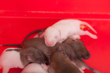 little newborn rat babies in a red boxの写真素材