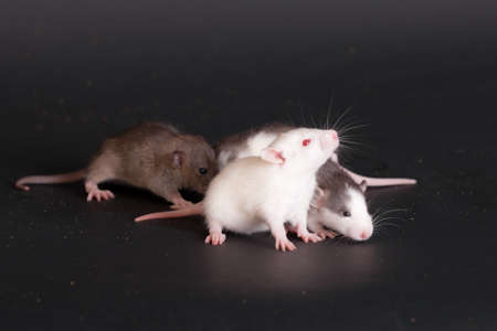small domestic baby rats on a black backgroundの写真素材