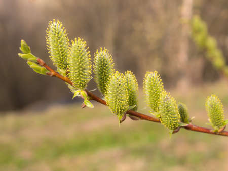 willow branch with green buds in spring sunny dsyの写真素材