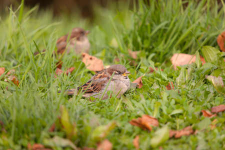 portrait of a sparrow in green grass