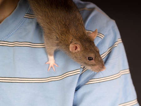 brown domestic rat on shoulder close upの写真素材