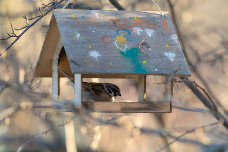 sparrow in a wooden feeder on a treeの写真素材