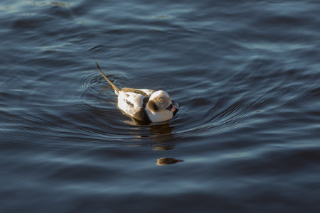 portrait of long-tailed duck in blue waterの写真素材
