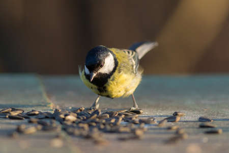 titmouse in the foreground eating sunflower seeds closeupの写真素材