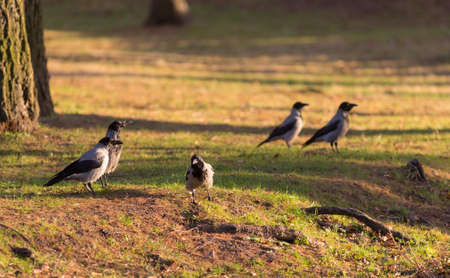 flock of gray crows in autumn parkの写真素材