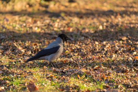 portrait of a gray crow in autumn parkの写真素材