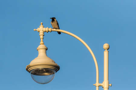 gray crow on a lantern against a blue sky