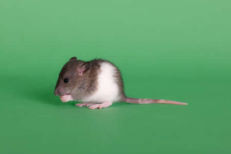 portrait of a baby domestic rat on a green backgroundの写真素材
