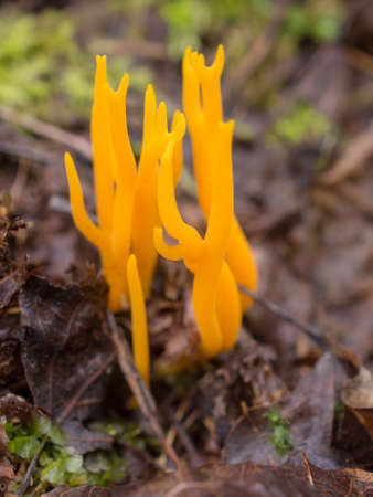 Edible mushroom Ramaria flava in the forest close upの写真素材