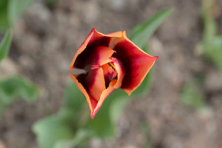 dark tulip in a spring garden closeup