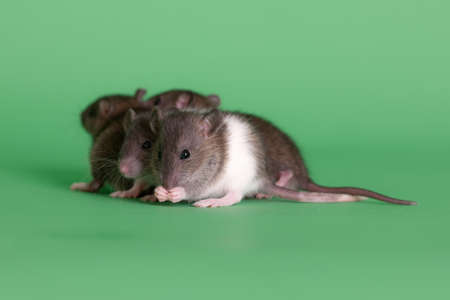 pet rats on green background closeupの写真素材