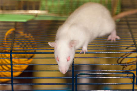 albino white domestic rat in a cage