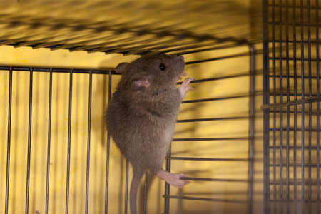 small baby domestic rat in a cageの写真素材