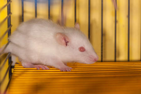 albino baby white domestic rat in a cage