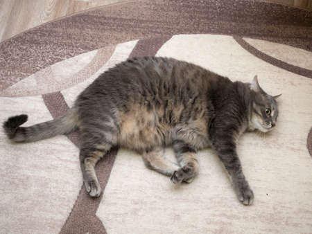 portrait of a gray domestic cat on the carpetの写真素材