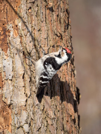 portrait of a woodpecker on a tree trunkの写真素材