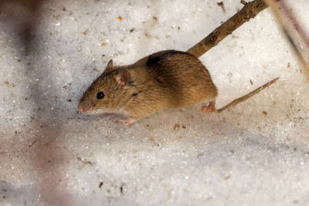 brown mouse on the snow in early spring