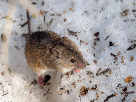brown mouse on the snow in early springの写真素材