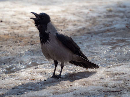 portrait of a crow on melting snow in spring
