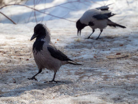 two crows on melting snow in spring