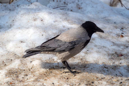 portrait of a crow on melting snow in spring