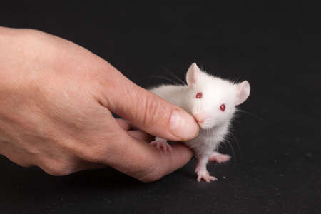white small baby rat on black background