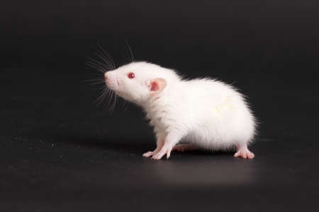 white small baby rat on black backgroundの写真素材