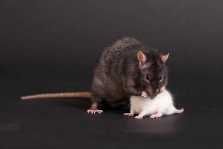 small white and large black domestic rats