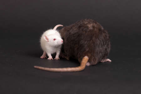 small white and large black domestic rats