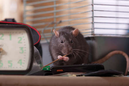 portrait of a black domestic rat in a home environmentの写真素材